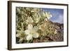 Rock Nettle in Bloom, Death Valley National Park, California-Rob Sheppard-Framed Photographic Print