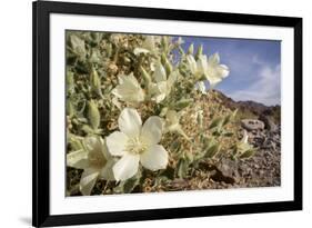 Rock Nettle in Bloom, Death Valley National Park, California-Rob Sheppard-Framed Photographic Print