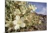 Rock Nettle in Bloom, Death Valley National Park, California-Rob Sheppard-Mounted Photographic Print