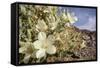 Rock Nettle in Bloom, Death Valley National Park, California-Rob Sheppard-Framed Stretched Canvas