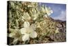 Rock Nettle in Bloom, Death Valley National Park, California-Rob Sheppard-Stretched Canvas