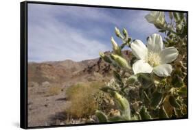 Rock Nettle in Bloom, Death Valley National Park, California-Rob Sheppard-Framed Stretched Canvas
