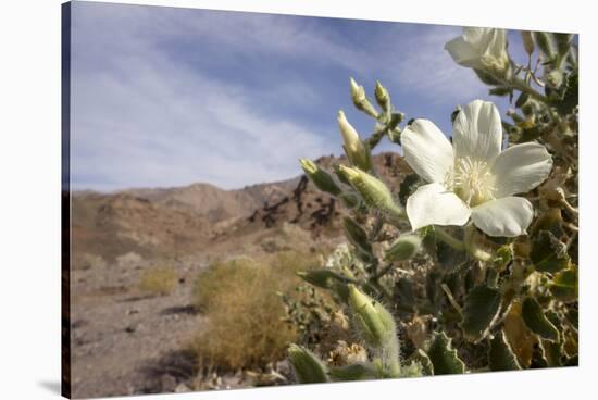 Rock Nettle in Bloom, Death Valley National Park, California-Rob Sheppard-Stretched Canvas