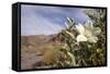 Rock Nettle in Bloom, Death Valley National Park, California-Rob Sheppard-Framed Stretched Canvas