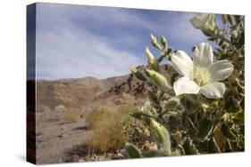 Rock Nettle in Bloom, Death Valley National Park, California-Rob Sheppard-Stretched Canvas