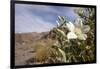 Rock Nettle in Bloom, Death Valley National Park, California-Rob Sheppard-Framed Photographic Print