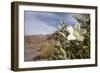 Rock Nettle in Bloom, Death Valley National Park, California-Rob Sheppard-Framed Photographic Print