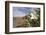 Rock Nettle in Bloom, Death Valley National Park, California-Rob Sheppard-Framed Photographic Print