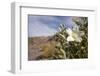 Rock Nettle in Bloom, Death Valley National Park, California-Rob Sheppard-Framed Photographic Print