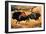 Rock Painting of Bison, circa 17000 BC-null-Framed Giclee Print