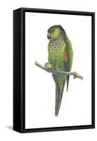 Rock Parakeet (Pyrrhura Rupicola), Birds-Encyclopaedia Britannica-Framed Stretched Canvas
