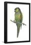 Rock Parakeet (Pyrrhura Rupicola), Birds-Encyclopaedia Britannica-Framed Poster