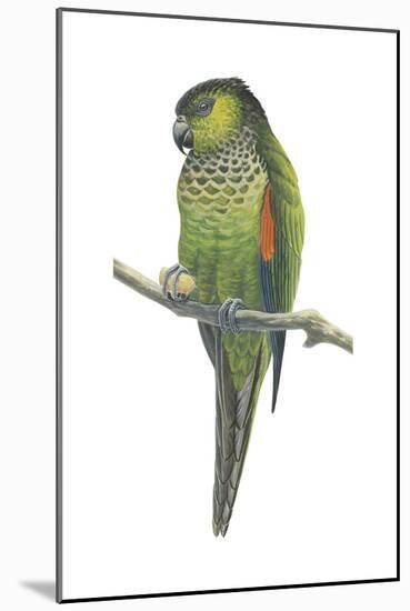Rock Parakeet (Pyrrhura Rupicola), Birds-Encyclopaedia Britannica-Mounted Poster