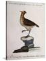 Rock Partridge or Crested Quail from Mexico (Coturnix Mexicana Cristata)-null-Stretched Canvas