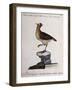 Rock Partridge or Crested Quail from Mexico (Coturnix Mexicana Cristata)-null-Framed Giclee Print