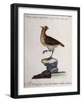 Rock Partridge or Crested Quail from Mexico (Coturnix Mexicana Cristata)-null-Framed Giclee Print