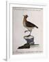 Rock Partridge or Crested Quail from Mexico (Coturnix Mexicana Cristata)-null-Framed Giclee Print