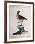 Rock Partridge or Crested Quail from Mexico (Coturnix Mexicana Cristata)-null-Framed Giclee Print