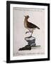 Rock Partridge or Crested Quail from Mexico (Coturnix Mexicana Cristata)-null-Framed Giclee Print