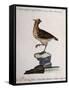 Rock Partridge or Crested Quail from Mexico (Coturnix Mexicana Cristata)-null-Framed Stretched Canvas