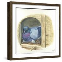 Rock Pigeon Columba Livia Warming Eggs in Nest-null-Framed Giclee Print