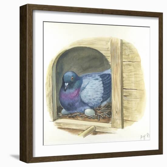 Rock Pigeon Columba Livia Warming Eggs in Nest-null-Framed Giclee Print