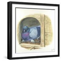 Rock Pigeon Columba Livia Warming Eggs in Nest-null-Framed Giclee Print