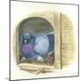 Rock Pigeon Columba Livia Warming Eggs in Nest-null-Mounted Giclee Print