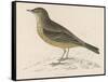 Rock Pipit-Reverend Francis O. Morris-Framed Stretched Canvas