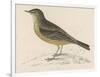 Rock Pipit-Reverend Francis O. Morris-Framed Art Print