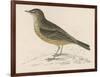 Rock Pipit-Reverend Francis O. Morris-Framed Art Print