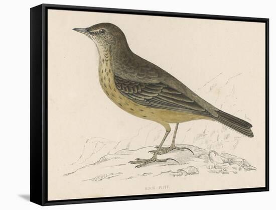 Rock Pipit-Reverend Francis O. Morris-Framed Stretched Canvas