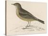 Rock Pipit-Reverend Francis O. Morris-Stretched Canvas