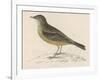 Rock Pipit-Reverend Francis O. Morris-Framed Art Print