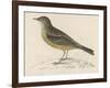 Rock Pipit-Reverend Francis O. Morris-Framed Art Print