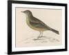 Rock Pipit-Reverend Francis O. Morris-Framed Art Print