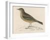 Rock Pipit-Reverend Francis O. Morris-Framed Art Print