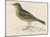 Rock Pipit-Reverend Francis O. Morris-Mounted Art Print