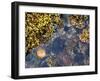 Rock Pool at Catterline, Aberdeenshire, Scotland, United Kingdom, Europe-Mark Sunderland-Framed Photographic Print