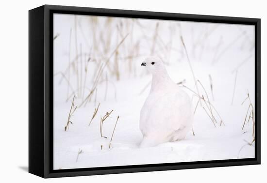 Rock Ptarmigan in Snow-null-Framed Stretched Canvas