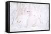 Rock Ptarmigan in Snow-null-Framed Stretched Canvas