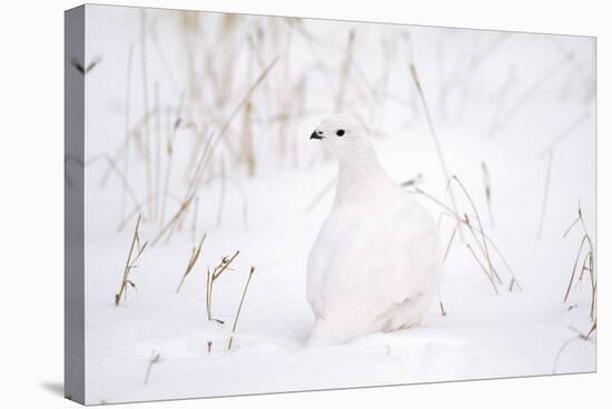 Rock Ptarmigan in Snow-null-Stretched Canvas