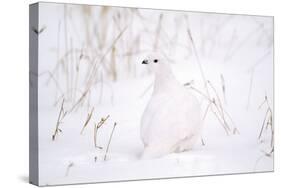 Rock Ptarmigan in Snow-null-Stretched Canvas