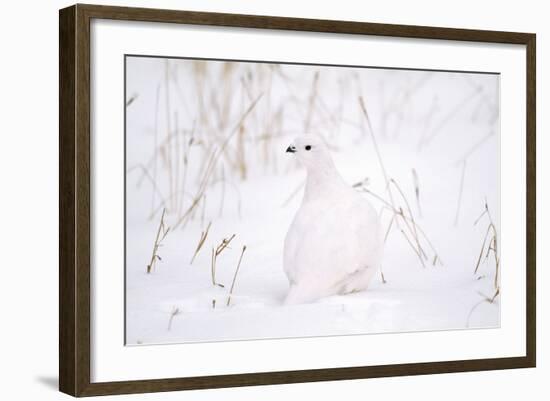 Rock Ptarmigan in Snow-null-Framed Photographic Print