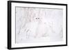 Rock Ptarmigan in Snow-null-Framed Photographic Print