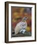 Rock Ptarmigan (Lagopus muta) in autumnal Tundra in the north west of Greenland. Greenland-Martin Zwick-Framed Photographic Print