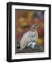 Rock Ptarmigan (Lagopus muta) in autumnal Tundra in the north west of Greenland. Greenland-Martin Zwick-Framed Photographic Print