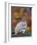 Rock Ptarmigan (Lagopus muta) in autumnal Tundra in the north west of Greenland. Greenland-Martin Zwick-Framed Photographic Print