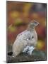 Rock Ptarmigan (Lagopus muta) in autumnal Tundra in the north west of Greenland. Greenland-Martin Zwick-Mounted Photographic Print