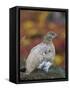 Rock Ptarmigan (Lagopus muta) in autumnal Tundra in the north west of Greenland. Greenland-Martin Zwick-Framed Stretched Canvas